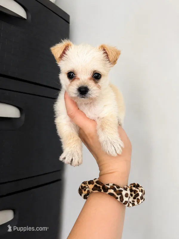 Fluffy – Malchi puppy for sale in Saint Cloud, FL