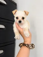 Fluffy, a female Malchi for sale in Saint Cloud, FL – 1 of 1