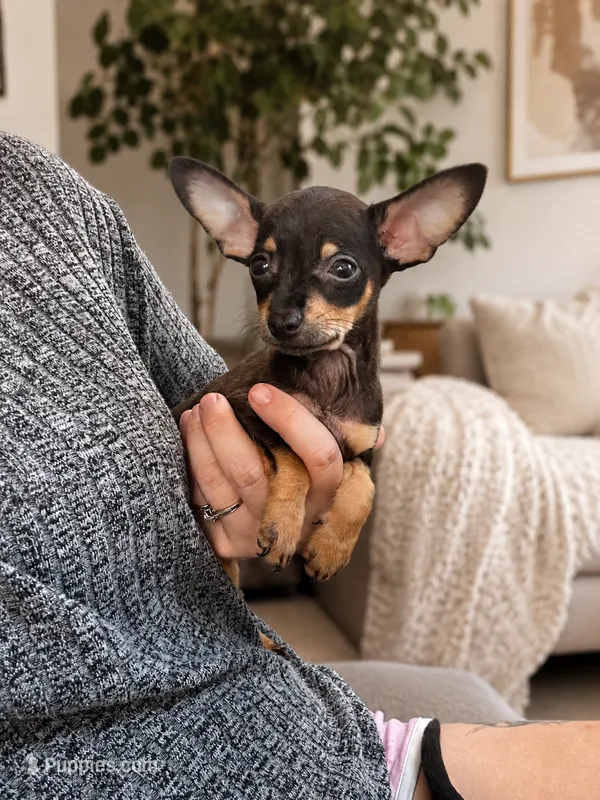 Taco – Chihuahua puppy for sale in Saint Cloud, FL