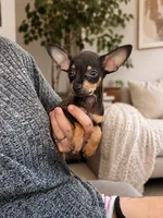 Taco, a male Chihuahua for sale in Saint Cloud, FL – 1 of 1