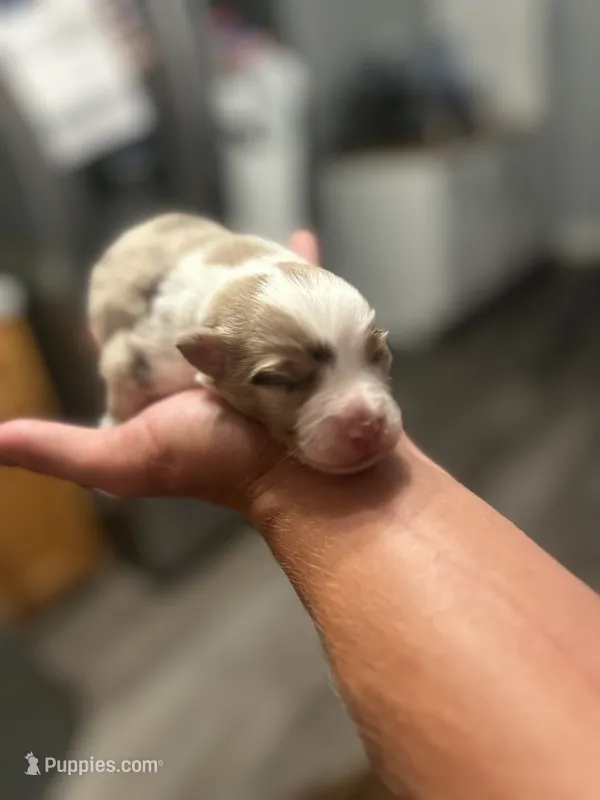 Maximus  – Miniature Australian Shepherd puppy for sale in Jacksonville, NC