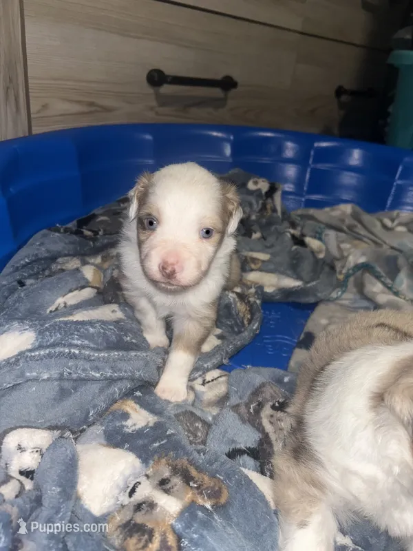 Leonidas – Miniature Australian Shepherd puppy for sale in Jacksonville, NC