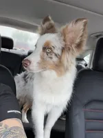 Charlotte, a female Miniature Australian Shepherd for sale in Jacksonville, NC – 2 of 2