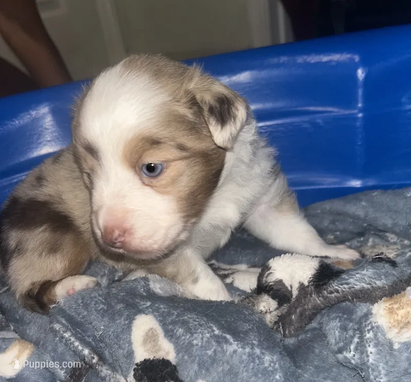 Maximus  – Miniature Australian Shepherd puppy for sale in Jacksonville, NC