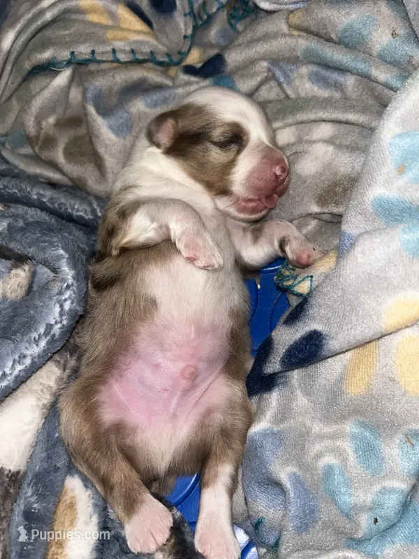 Leonidas – Miniature Australian Shepherd puppy for sale in Jacksonville, NC