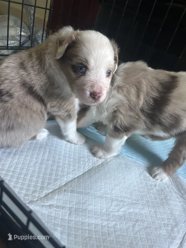 Leonidas – Miniature Australian Shepherd puppy for sale in Jacksonville, NC