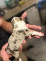 Maximus , a male Miniature Australian Shepherd for sale in Jacksonville, NC – 3 of 6