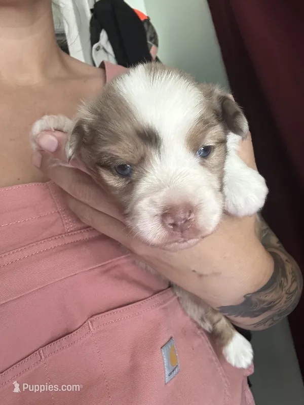 Maximus  – Miniature Australian Shepherd puppy for sale in Jacksonville, NC