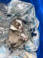 Maximus , a male Miniature Australian Shepherd for sale in Jacksonville, NC – 6 of 6