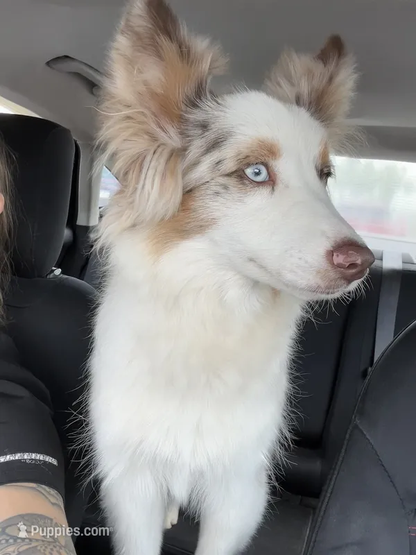 Charlotte – Miniature Australian Shepherd puppy for sale in Jacksonville, NC