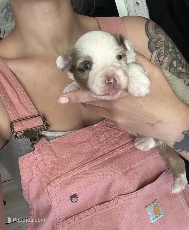 Leonidas – Miniature Australian Shepherd puppy for sale in Jacksonville, NC