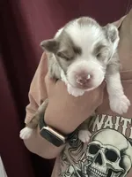 Maximus , a male Miniature Australian Shepherd for sale in Jacksonville, NC – 2 of 6