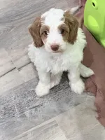 Xtiny Purple Tag, a female Goldendoodle and Golden Mountain Doodle for sale in Temecula, CA – Photo 4 of 5