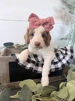 Xtiny Purple Tag, a female Goldendoodle and Golden Mountain Doodle for sale in Temecula, CA – Photo 2 of 5