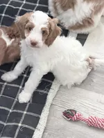 Xtiny Purple Tag, a female Goldendoodle and Golden Mountain Doodle for sale in Temecula, CA – Photo 5 of 5