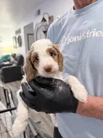 Xtiny Purple Tag, a female Goldendoodle and Golden Mountain Doodle for sale in Temecula, CA – Photo 3 of 5