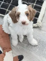 Xtiny Purple Tag, a female Goldendoodle and Golden Mountain Doodle for sale in Temecula, CA – Photo 1 of 5