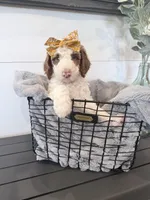Cinderella , a female Miniature Bernedoodle and Miniature Goldendoodle for sale in Temecula, CA – Photo 1 of 3