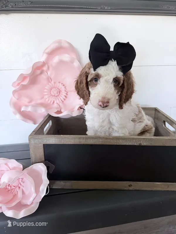 Easter special Cinderella  – Miniature Bernedoodle, Miniature Goldendoodle puppy on hold in Temecula, CA