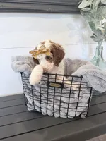 Cinderella , a female Miniature Bernedoodle and Miniature Goldendoodle for sale in Temecula, CA – Photo 3 of 3