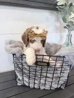 Cinderella , a female Miniature Bernedoodle and Miniature Goldendoodle for sale in Temecula, CA – Photo 2 of 3