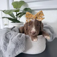 Arieal, a female Goldendoodle and Golden Mountain Doodle for sale in Temecula, CA – Photo 2 of 4