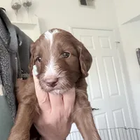 Arieal, a female Goldendoodle and Golden Mountain Doodle for sale in Temecula, CA – Photo 3 of 4