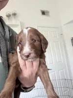 Arieal, a female Golden Mountain Doodle for sale in Temecula, CA – Photo 2 of 2