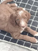 Arieal, a female Goldendoodle and Golden Mountain Doodle for sale in Temecula, CA – Photo 4 of 4