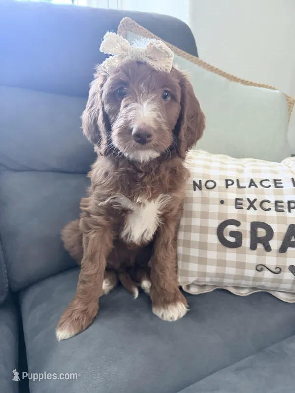 Arieal – Goldendoodle, Golden Mountain Doodle puppy on hold in Temecula, CA