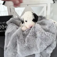 HoldGray Tag TINY, a male Miniature Bernedoodle for sale in Temecula, CA – Photo 2 of 3