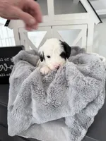 Gray Tag TINY, a male Miniature Bernedoodle for sale in Temecula, CA – Photo 2 of 3