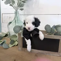 HoldGray Tag TINY, a male Miniature Bernedoodle for sale in Temecula, CA – Photo 1 of 3