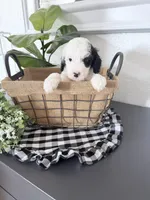 Gray Tag TINY, a male Miniature Bernedoodle for sale in Temecula, CA – Photo 3 of 3