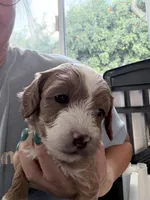 Aqua Ask Val Special, a female Miniature Bernedoodle for sale in Temecula, CA – Photo 4 of 9