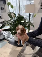 Aqua Ask Val Special, a female Miniature Bernedoodle for sale in Temecula, CA – Photo 3 of 9