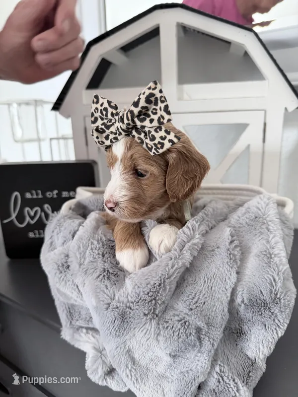 Aqua Ask Val Special