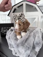 Aqua Ask Val Special, a female Miniature Bernedoodle for sale in Temecula, CA – Photo 1 of 9