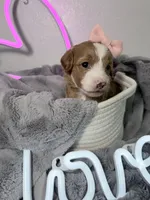 Aqua Ask Val Special, a female Miniature Bernedoodle for sale in Temecula, CA – Photo 5 of 9