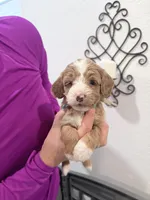 Aqua Ask Val Special, a female Miniature Bernedoodle for sale in Temecula, CA – Photo 2 of 9