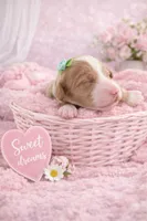 processed/d1fe4eb4-dea1-4ea3-a059-8632a2d779b6/listing/47bdf7cc-be13-4d9f-9146-4c3a1fb103b5/d9496ffd-a4d5-472c-a3ce-8a86dfa56b9e