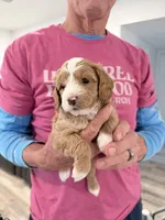 On Hold, a female Miniature Bernedoodle for sale in Temecula, CA – Photo 1 of 10