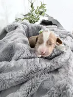 processed/d1fe4eb4-dea1-4ea3-a059-8632a2d779b6/listing/47bdf7cc-be13-4d9f-9146-4c3a1fb103b5/e866f756-d2af-4c6b-9a90-71af7c222591