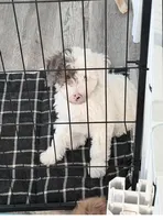 Girl 1, a female Miniature Bernedoodle for sale in Temecula, CA – Photo 3 of 3