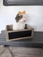 Girl 1, a female Miniature Bernedoodle for sale in Temecula, CA – Photo 1 of 3