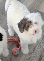 Girl 1, a female Miniature Bernedoodle for sale in Temecula, CA – Photo 2 of 3