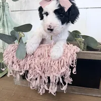 Hold Yellow Tag, a female Miniature Bernedoodle for sale in Temecula, CA – Photo 2 of 3