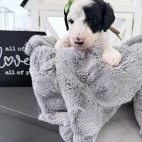 Hold Yellow Tag, a female Miniature Bernedoodle for sale in Temecula, CA – Photo 3 of 3