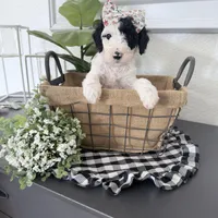 Hold Yellow Tag, a female Miniature Bernedoodle for sale in Temecula, CA – Photo 1 of 3