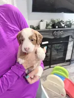 Red Ask Val Special, a male Miniature Bernedoodle for sale in Temecula, CA – Photo 3 of 10